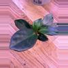 plant/Peperomia Red Edge 0004-1-thumbnail