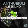 plant/Anthurium Red Crystal Premium x Open-0-thumbnail