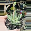 plant/Aloe Tarantula, 3”-0-thumbnail