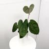 plant/Anthurium “Night Queen” Papillilaminum x Luxurians in Cataphyll-0-thumbnail