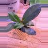 plant/Peperomia Red Edge 0004-2-thumbnail