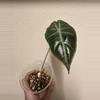 plant/Alocasia pink dragon-0-thumbnail