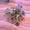 plant/Peperomia Piccolo Banda 0008-1-thumbnail