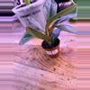 plant/Peperomia Red Congo 0009-0-thumbnail