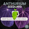 plant/Anthurium (BVEP x Round x RA1) x Tim's Black-0-thumbnail