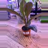 plant/Peperomia Red Edge 0006-0-thumbnail