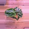 plant/Peperomia Ecuador 0001-1-thumbnail
