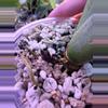 plant/Alocasia Mint Longiloba corm-0-thumbnail