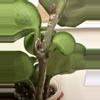 plant/Hoya Chelsea-1-thumbnail