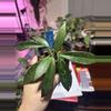 plant/#230 Hoya Pubicalyx 3” plant. Fully rooted-0-thumbnail