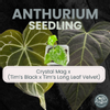 plant/Anthurium Crystal Mag x Tim's Black x Tim's Long Leaf-0-thumbnail