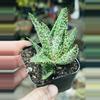 plant/Aloe Tarantula, 2”-0-thumbnail