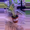 plant/Alpinia variegated ginger 0007-0-thumbnail