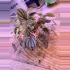 plant/Peperomia Piccolo Banda 0008-0-thumbnail