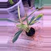 plant/Alpinia variegated ginger 0007-2-thumbnail