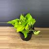 plant/São Paulo Pothos 6” 1986-2-thumbnail