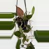 plant/Philodendron Micans 4” HB-2-thumbnail