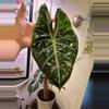 plant/CORMS Pink Dragon Alocasia-1-thumbnail