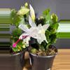 plant/Christmas (Thanksgiving) Cactus - White  4” - grower’s choice-1-thumbnail