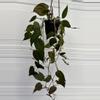 plant/Philodendron Micans 4” HB-0-thumbnail
