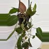 plant/Philodendron Micans 4” HB-1-thumbnail