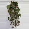 plant/Philodendron Micans 6” HB-0-thumbnail