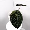 plant/Anthurium “Night Queen” GY Papillilaminum x Luxurians XL Flowering-1-thumbnail