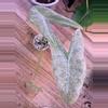 plant/Alocasia Mint Longiloba corm-1-thumbnail