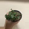 plant/Peperomia hope-0-thumbnail