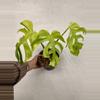plant/Monstera Light Lime-1-thumbnail