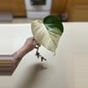 plant/Albo Monstera Rooted Cuttings-1-thumbnail