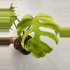 plant/Monstera Light Lime-0-thumbnail