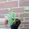 plant/ALOCASIA DRAGON SCALE MINT-0-thumbnail