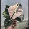 plant/Pink Black Velvet Alocasia Corms-1-thumbnail