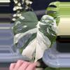 plant/Monstera Albo Large Form-3-thumbnail