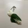 plant/Albo Monstera Rooted Cuttings-4-thumbnail