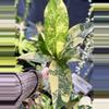 plant/PL8368: Variegated Dieffenbachia PRESALE ships 12/1-0-thumbnail