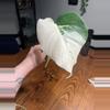 plant/Albo Monstera Rooted Cuttings-0-thumbnail