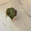 plant/Alocasia Regal Shield Rose Gold-1-thumbnail