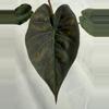 plant/Variegated Wentii-2-thumbnail