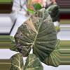 plant/Regal Shield Albo Mother Plant-0-thumbnail
