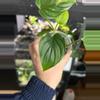 plant/Philodendron Plowmani-0-thumbnail