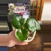 plant/Philodendron Atom 42-0-thumbnail