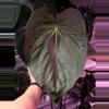 plant/(#93) Anthurium ((carla x (cerro x pap) x carlablackiae SKG-1-thumbnail