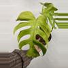 plant/Monstera Light Lime-2-thumbnail