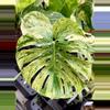 plant/Monstera Mint Siam PRESALE ships 12/1-0-thumbnail