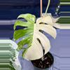 plant/Monstera Albo Large Form-0-thumbnail