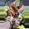 plant/Philodendron Fire Princess-0-thumbnail