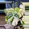 plant/Monstera Albo Large Form-1-thumbnail