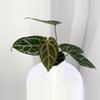 plant/Anthurium SKG Gray Clone from Rory Offset-1-thumbnail